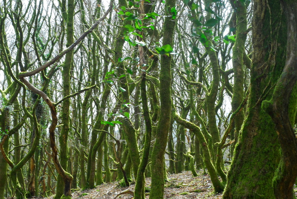 Woods near Abergavenny