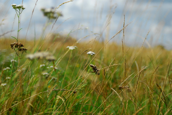 Field of sheep, Stonehenge