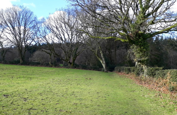 Hilltop oaks