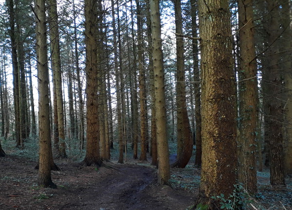 A dark and mysterious pine plantation