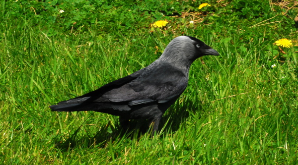 A jackdaw