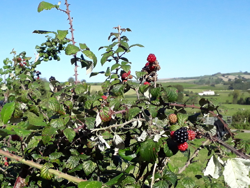 Stone circle brambles