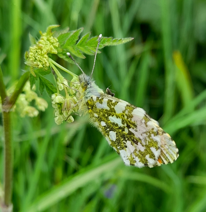 A butterfly, apparently with another insect riding on it