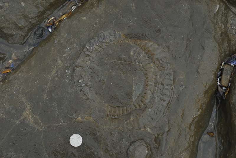 Smaller ammonite with coin for scale