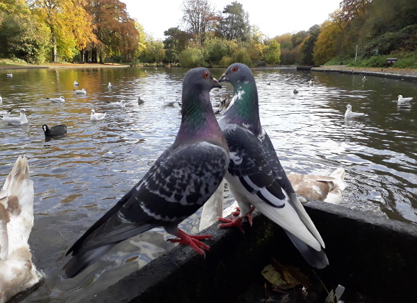 The pigeons arrive