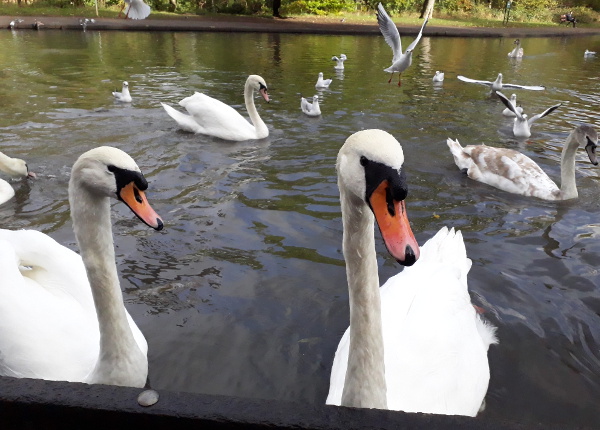 Birds in the park