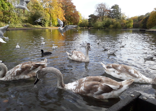 Birds in the park