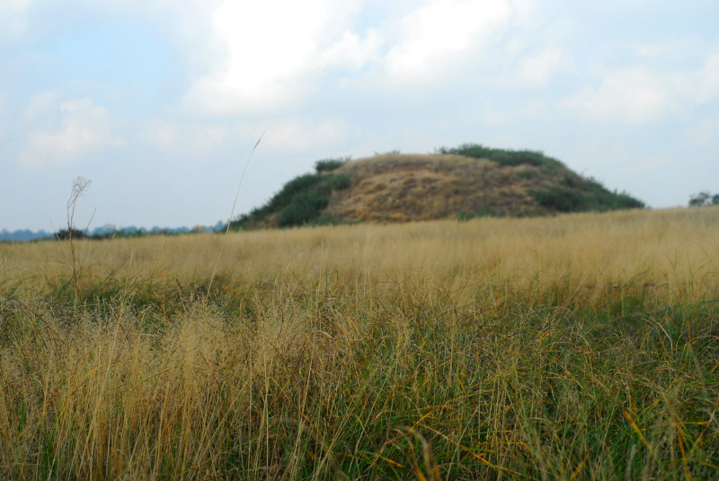 Mound 2 sits in the long grass