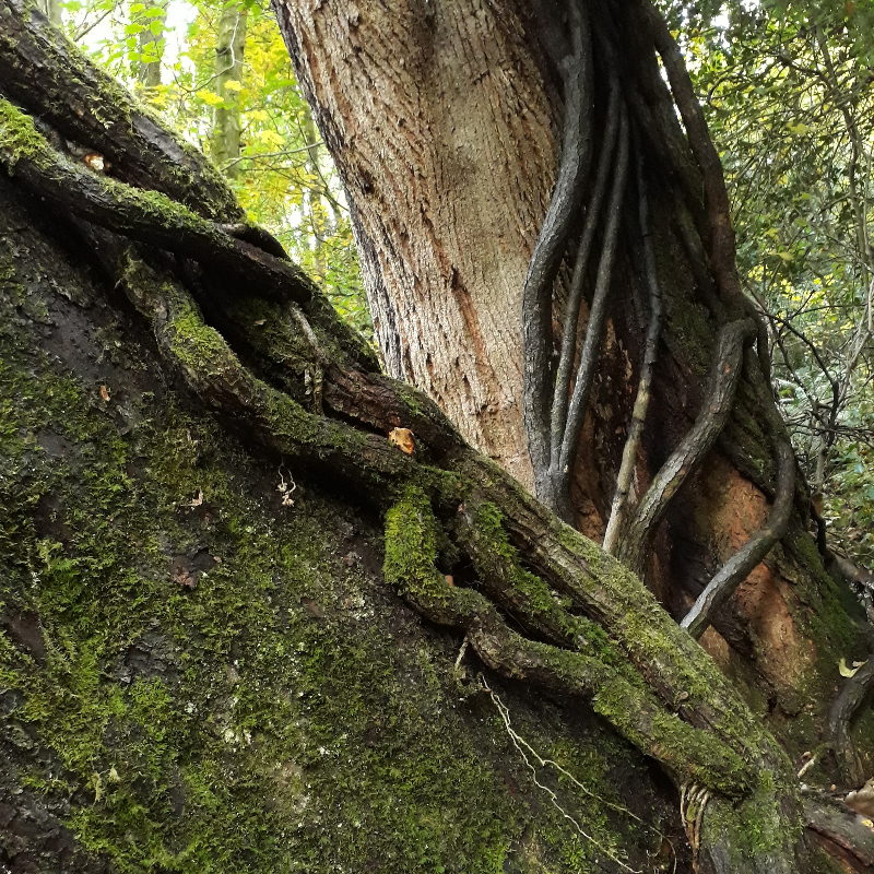 Twisted trunks