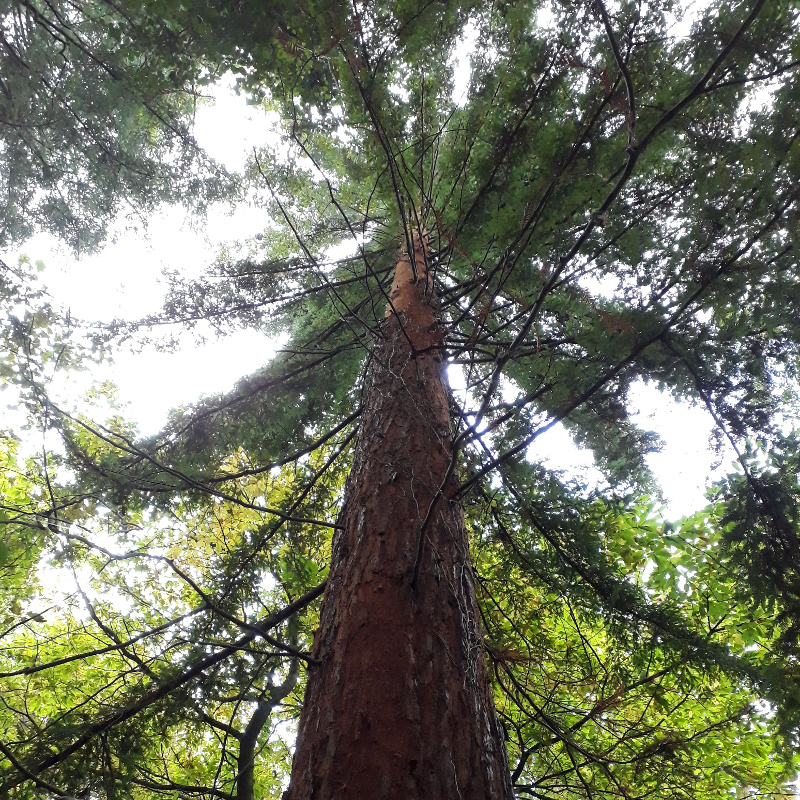 Redwood, of not inconsiderable size