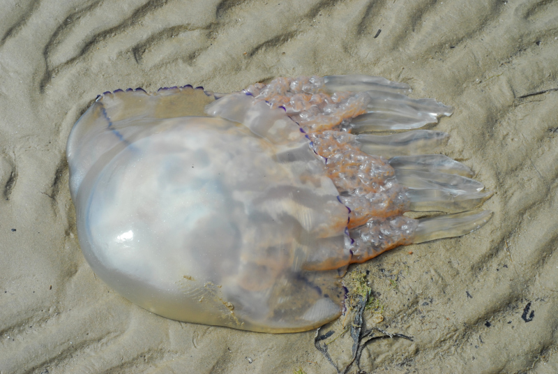 Jellyfish