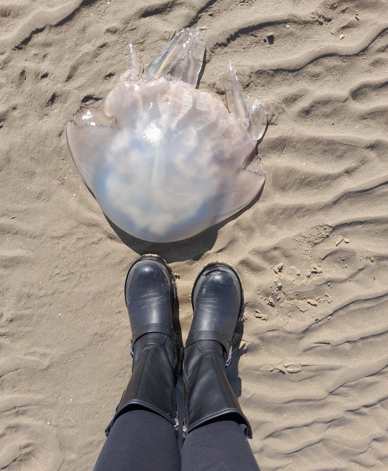 Jellyfish, at my feet