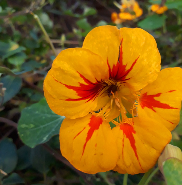 Nasturtium and earwig