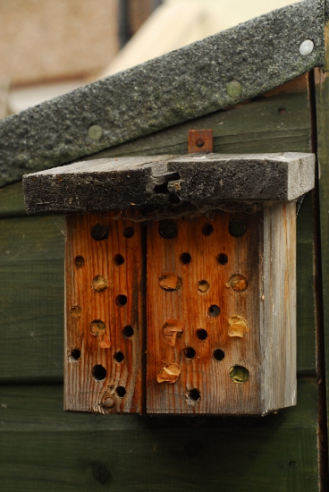 Bee house with leafcutter bees inside