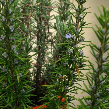 Rosemary starting to flower