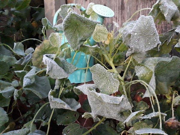 Frosty nasturtiums