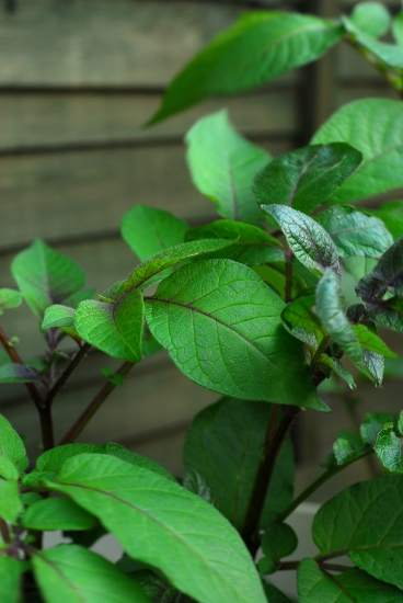 More mature potato leaves