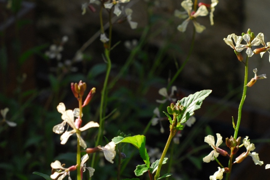 Garden rocket flowers