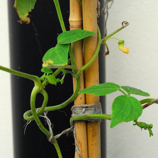 Green beans, just coming into flower - in November