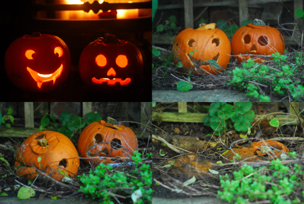 Pumpkin decay Pumpkin decay