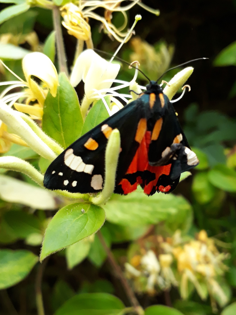 Scarlet tiger moth with damaged wing
