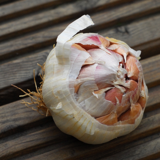 Solent Wight garlic bulb