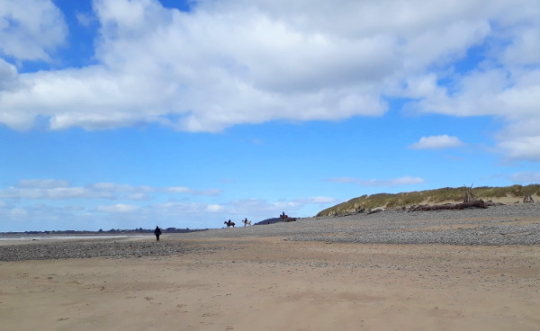 Beach horses