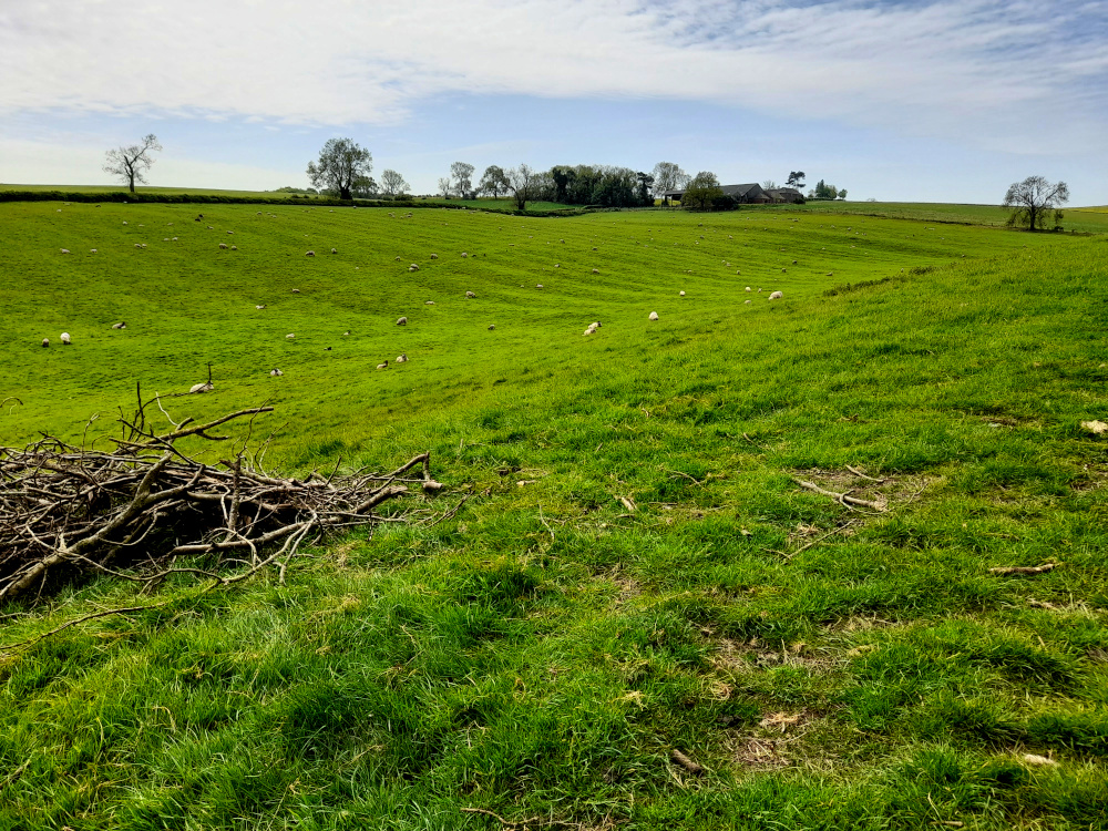 Old cultivation marks