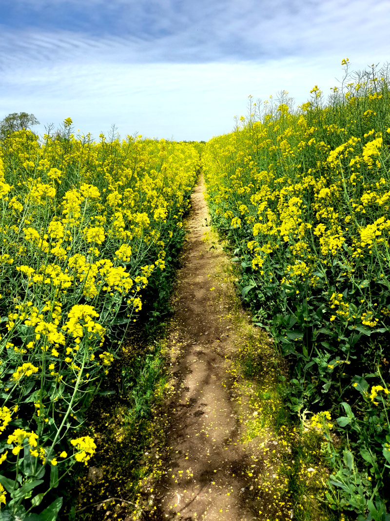 Through a field of rapeseed