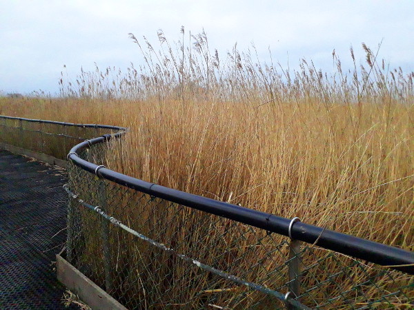 Newport Wetlands