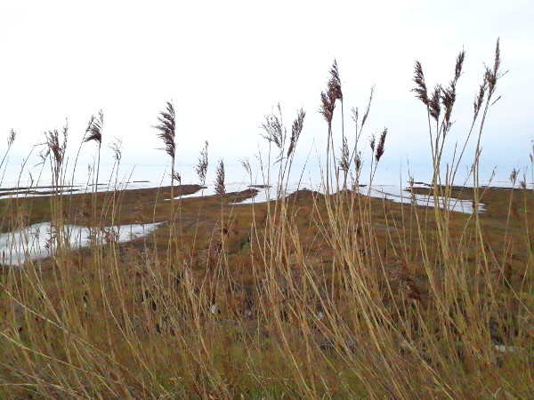 Newport Wetlands