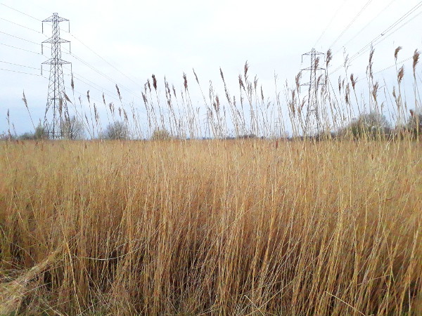 Newport Wetlands