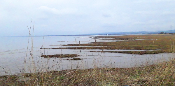 Newport Wetlands