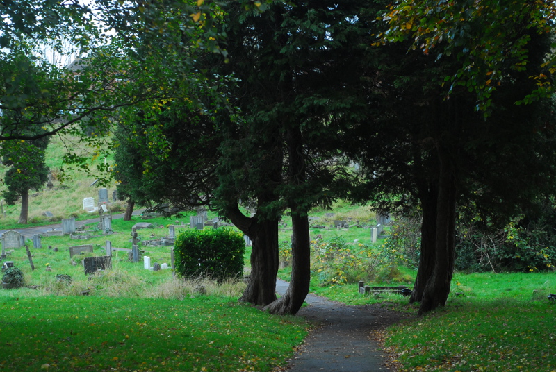 Four trees straddling the former cemetery boundary - possibly a former gateway?