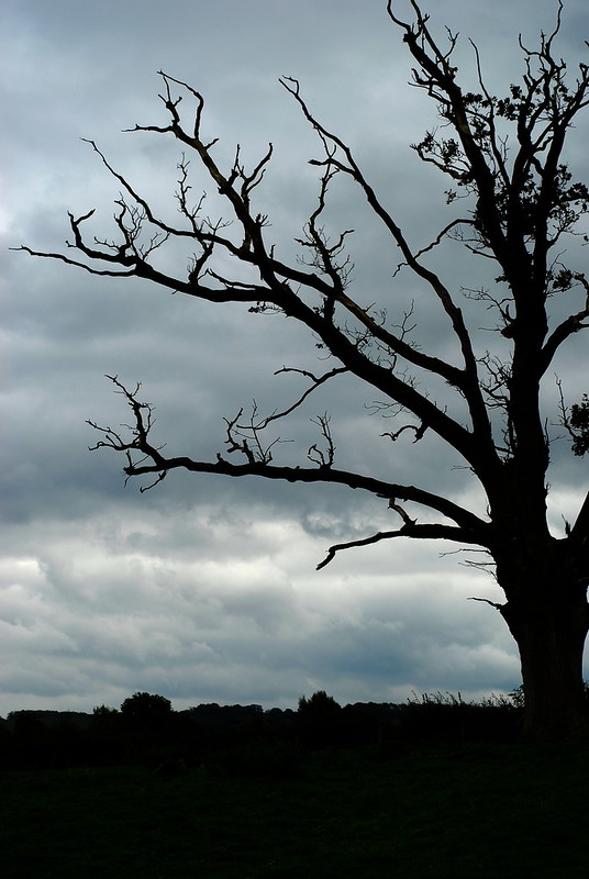 Tree, Stanton Drew