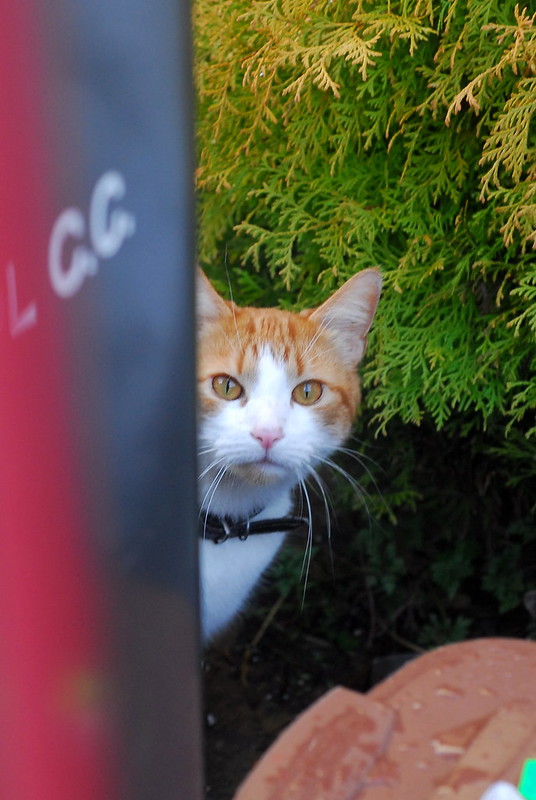 Cat, Totterdown