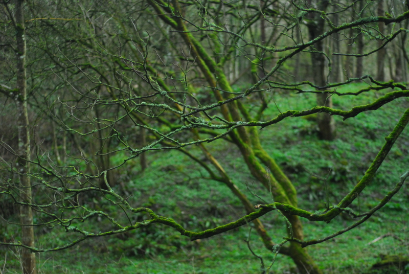 Mossy trees