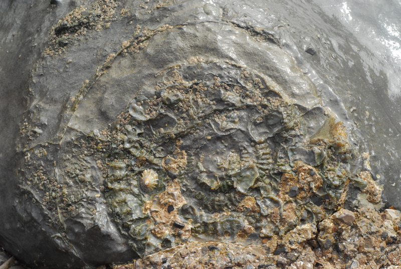 Huge ammonite, over two feet across