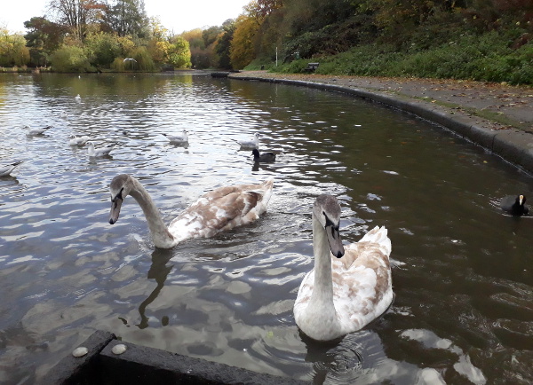 Birds in the park