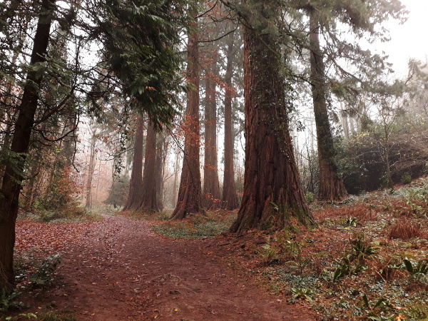 Grove of sequoias