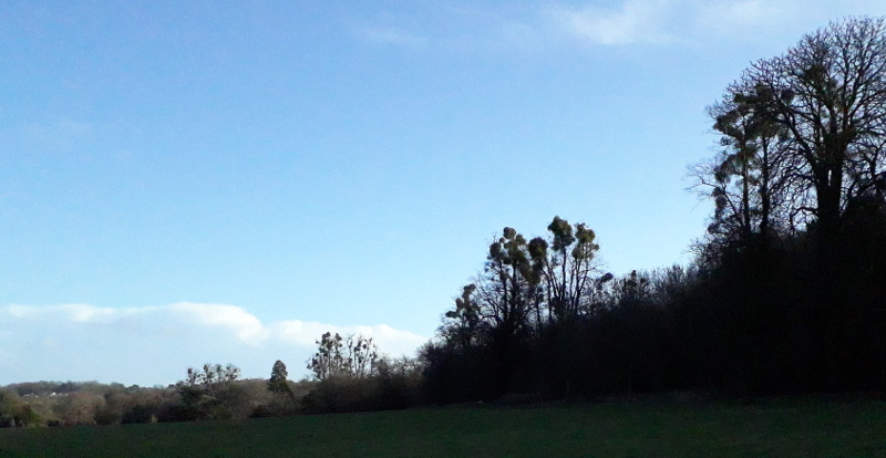 Mistletoe-filled woods