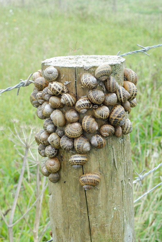 Fence post with snails, Newquay