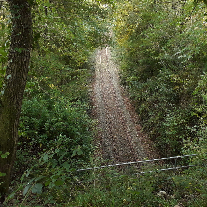 The railway in the woods