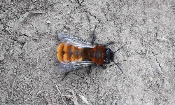 Tawny mining bee