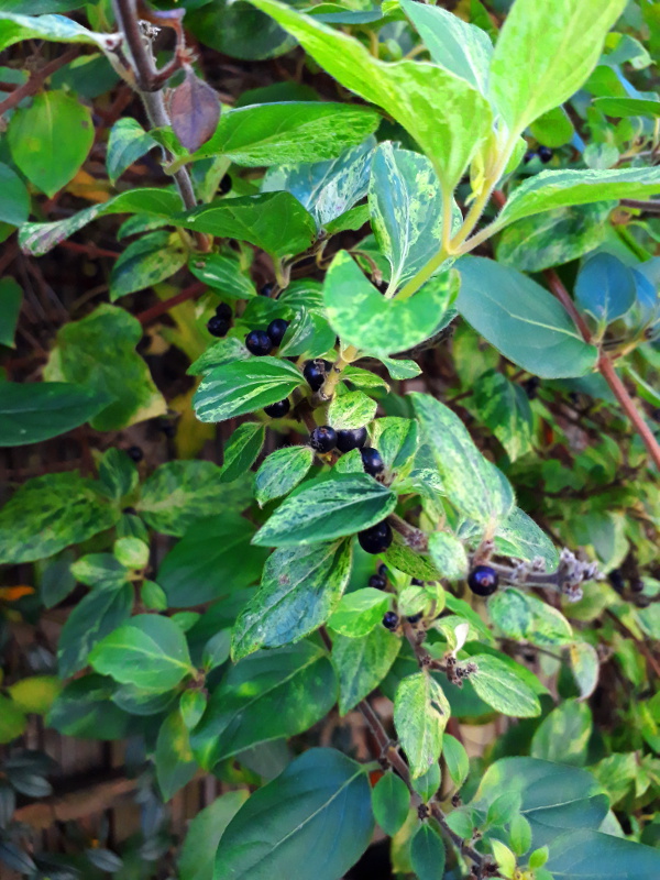 Honeysuckle berries