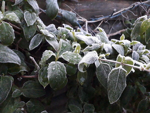 Frosty honeysuckle