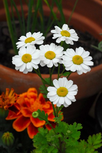 Feverfew flowers