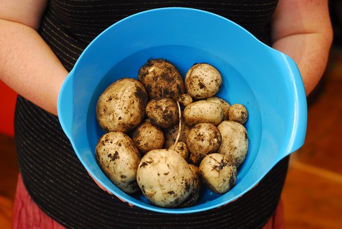 Potato harvest