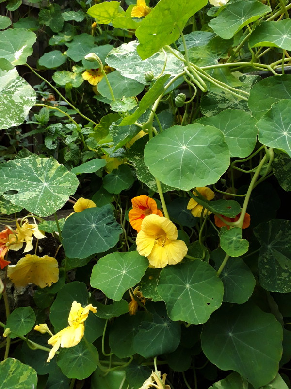 Nasturtiums