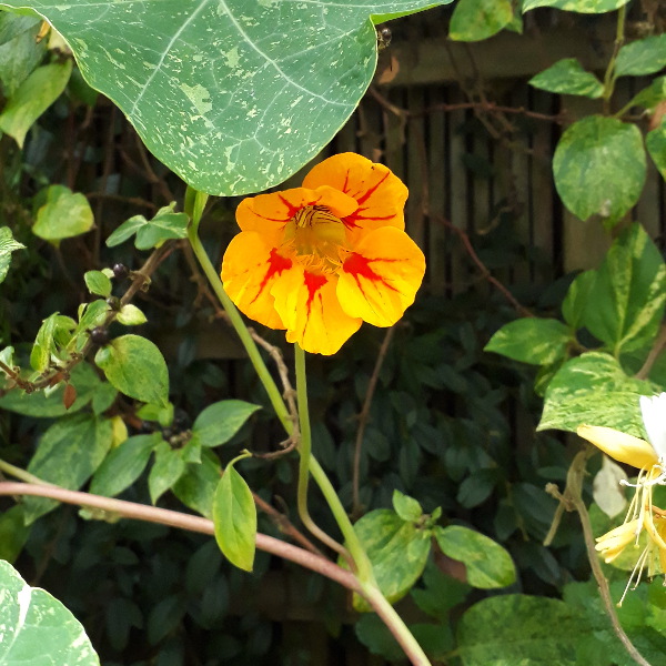 Nasturtium flower